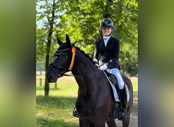 Hannoveraner, Wallach, 10 Jahre, 172 cm, Rappe