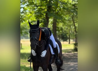 Hannoveraner, Wallach, 10 Jahre, 172 cm, Rappe