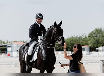 Hannoveraner, Wallach, 10 Jahre, 172 cm, Rappe