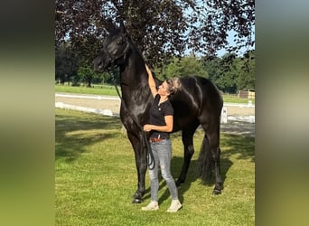 Hannoveraner, Wallach, 10 Jahre, 172 cm, Rappe