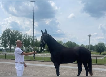 Hannoveraner, Wallach, 10 Jahre, 172 cm, Rappe