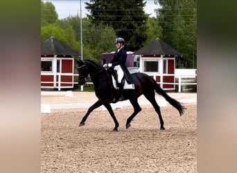 Hannoveraner, Wallach, 10 Jahre, 172 cm, Rappe