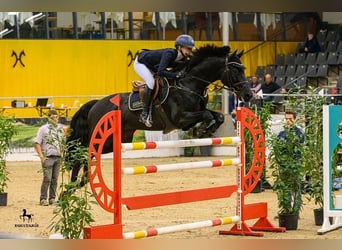 Hannoveraner, Wallach, 10 Jahre, 172 cm, Rappe