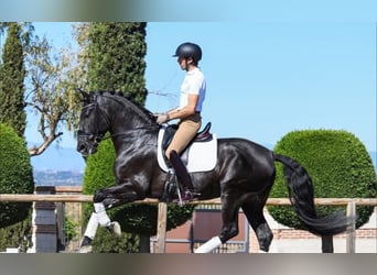 Hannoveraner, Wallach, 10 Jahre, 172 cm, Rappe