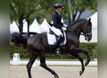 Hannoveraner, Wallach, 10 Jahre, 172 cm, Rappe