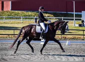 Hannoveraner, Wallach, 10 Jahre, 172 cm, Rappe