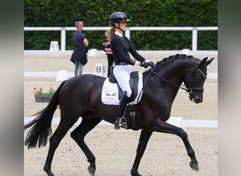 Hannoveraner, Wallach, 10 Jahre, 172 cm