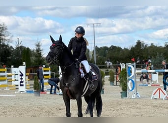 Hannoveraner, Wallach, 10 Jahre, 172 cm
