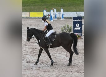 Hannoveraner, Wallach, 10 Jahre, 172 cm