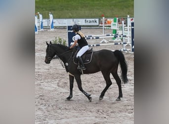 Hannoveraner, Wallach, 10 Jahre, 172 cm