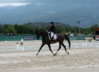 Hannoveraner, Wallach, 10 Jahre, 173 cm, Dunkelbrauner