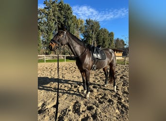 Hannoveraner, Wallach, 10 Jahre, 173 cm, Dunkelbrauner