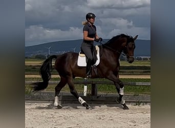 Hannoveraner, Wallach, 10 Jahre, 173 cm, Dunkelbrauner