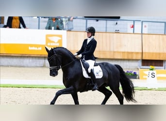 Hannoveraner, Wallach, 10 Jahre, 173 cm, Rappe