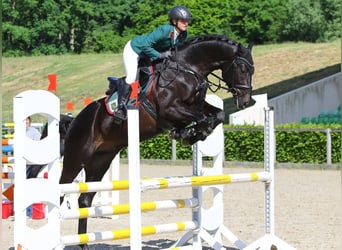 Hannoveraner, Wallach, 10 Jahre, 173 cm, Rappe