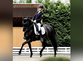 Hannoveraner, Wallach, 10 Jahre, 173 cm, Rappe