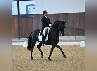 Hannoveraner, Wallach, 10 Jahre, 173 cm, Rappe