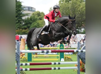 Hannoveraner, Wallach, 10 Jahre, 173 cm, Rappe