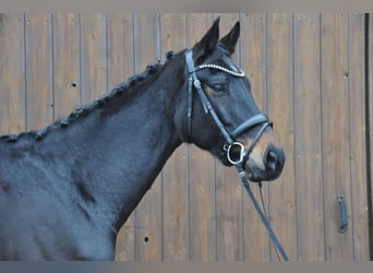 Hannoveraner, Wallach, 10 Jahre, 174 cm, Dunkelbrauner