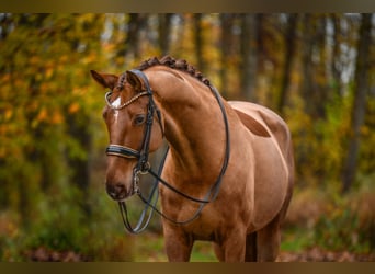 Hannoveraner, Wallach, 10 Jahre, 174 cm, Dunkelfuchs