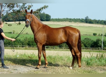 Hannoveraner, Wallach, 10 Jahre, 174 cm, Fuchs