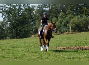 Hannoveraner, Wallach, 10 Jahre, 174 cm, Fuchs