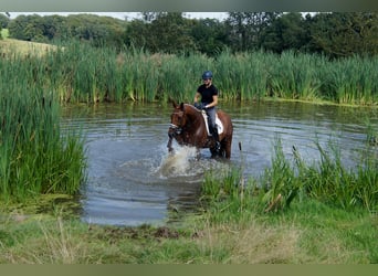 Hannoveraner, Wallach, 10 Jahre, 174 cm, Fuchs