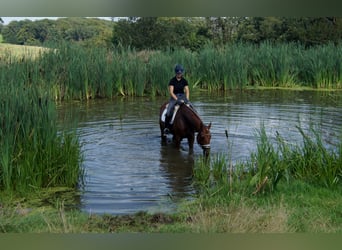 Hannoveraner, Wallach, 10 Jahre, 174 cm, Fuchs