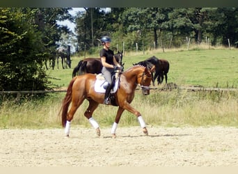 Hannoveraner, Wallach, 10 Jahre, 174 cm, Fuchs