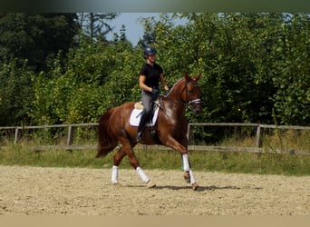 Hannoveraner, Wallach, 10 Jahre, 174 cm, Fuchs