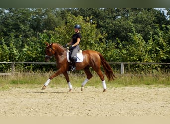 Hannoveraner, Wallach, 10 Jahre, 174 cm, Fuchs