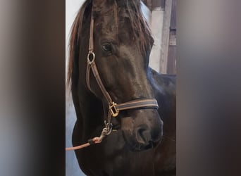 Hannoveraner, Wallach, 10 Jahre, 174 cm, Rappe