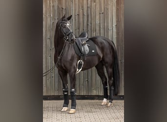 Hannoveraner, Wallach, 10 Jahre, 174 cm, Schwarzbrauner