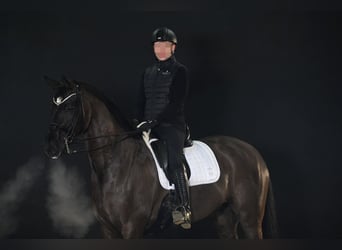 Hannoveraner, Wallach, 10 Jahre, 174 cm, Schwarzbrauner