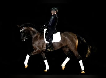 Hannoveraner, Wallach, 10 Jahre, 174 cm, Schwarzbrauner