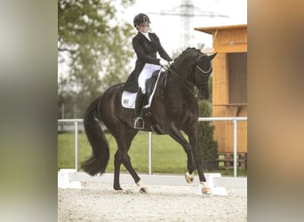 Hannoveraner, Wallach, 10 Jahre, 174 cm, Schwarzbrauner