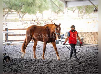 Hannoveraner, Wallach, 10 Jahre, 175 cm, Fuchs