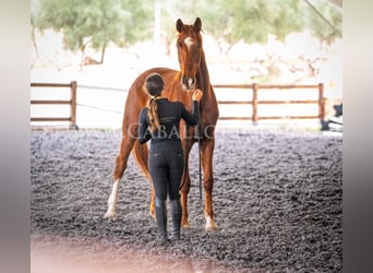 Hannoveraner, Wallach, 10 Jahre, 175 cm, Fuchs