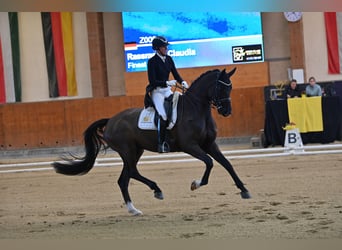 Hannoveraner, Wallach, 10 Jahre, 175 cm, Rappe
