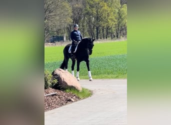 Hannoveraner, Wallach, 10 Jahre, 175 cm, Rappe