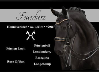 Hannoveraner, Wallach, 10 Jahre, 175 cm, Rappe