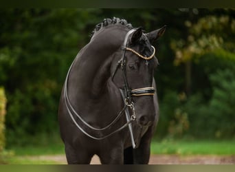 Hannoveraner, Wallach, 10 Jahre, 175 cm, Rappe
