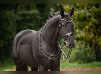 Hannoveraner, Wallach, 10 Jahre, 175 cm, Rappe
