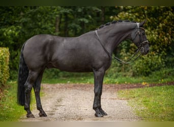 Hannoveraner, Wallach, 10 Jahre, 175 cm, Rappe