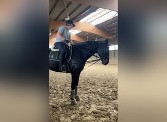 Hannoveraner, Wallach, 10 Jahre, 175 cm, Schwarzbrauner