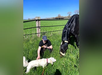 Hannoveraner, Wallach, 10 Jahre, 175 cm, Schwarzbrauner