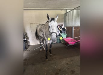 Hannoveraner, Wallach, 10 Jahre, 176 cm, Apfelschimmel