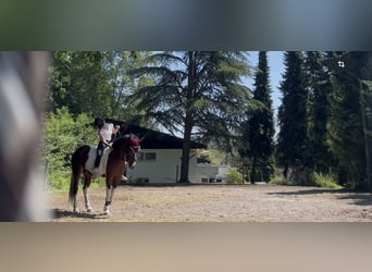 Hannoveraner, Wallach, 10 Jahre, 176 cm, Apfelschimmel