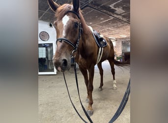 Hannoveraner, Wallach, 10 Jahre, 176 cm, Apfelschimmel