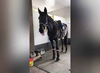 Hannoveraner, Wallach, 10 Jahre, 176 cm, Apfelschimmel